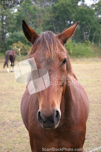 Image of horse