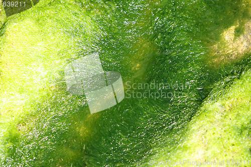 Image of moss texture in closeup