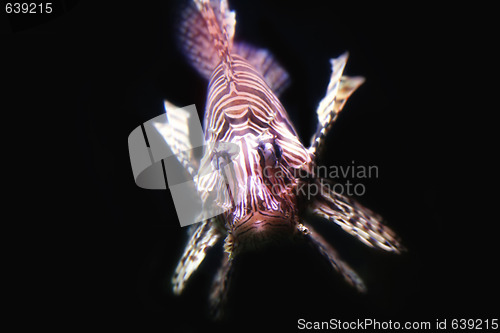 Image of Lionfish (Pterois miles)