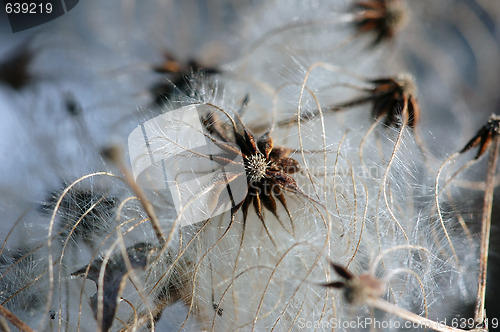 Image of Dried flower