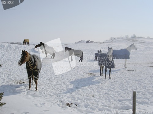 Image of horses in snow