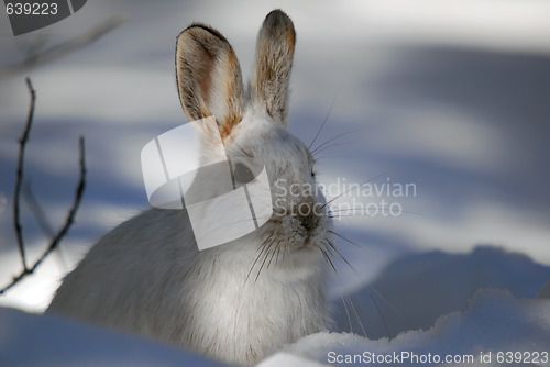 Image of Snowshoe Hare