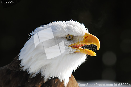 Image of American Bald Eagle