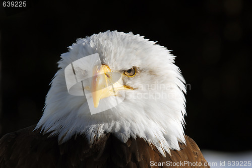 Image of American Bald Eagle