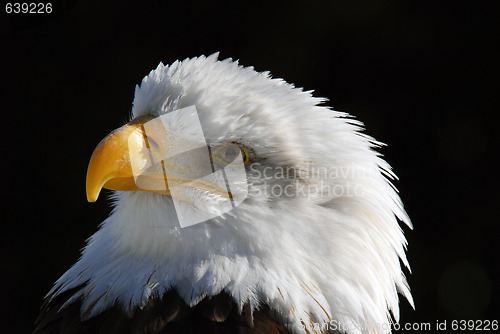 Image of American Bald Eagle