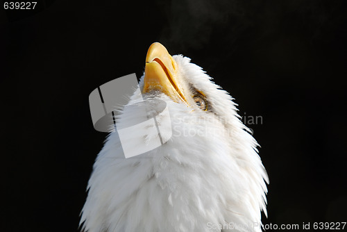 Image of American Bald Eagle