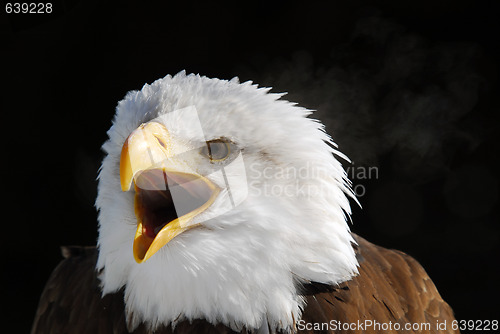 Image of American Bald Eagle