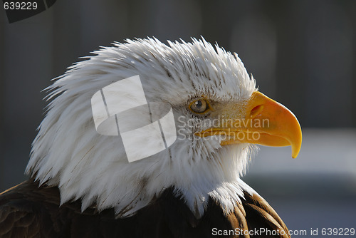 Image of American Bald Eagle
