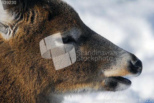 Image of White-tailed deer 