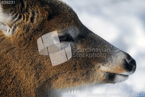 Image of White-tailed deer 