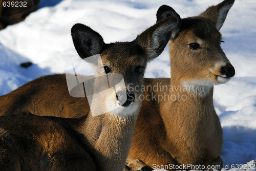 Image of White-tailed deer 