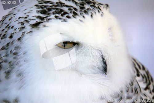 Image of Snowy Owl