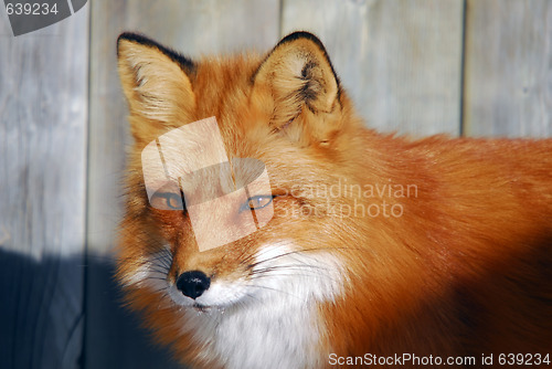 Image of Red Fox