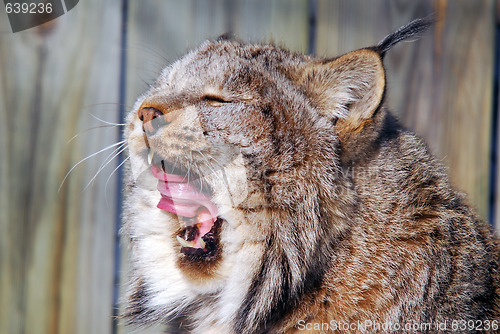 Image of Canada Lynx