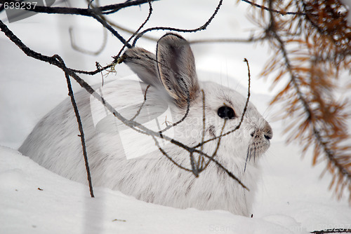 Image of Snowshoe Hare