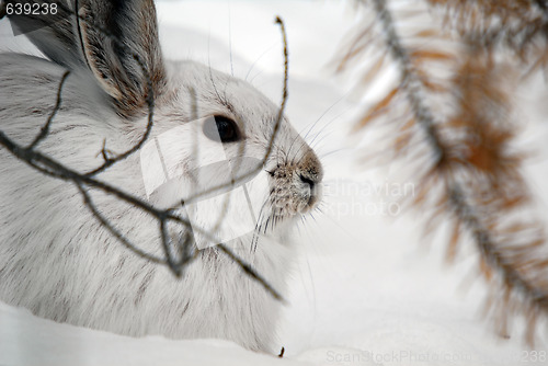 Image of Snowshoe Hare