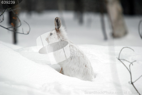 Image of Snowshoe Hare