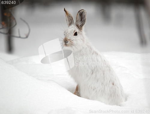 Image of Snowshoe Hare