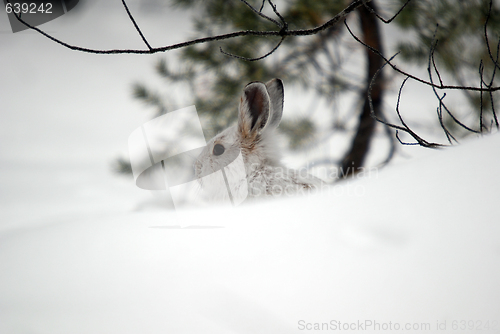 Image of Snowshoe Hare