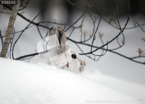 Image of Snowshoe Hare