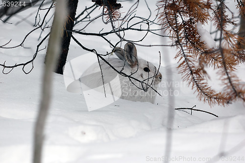 Image of Snowshoe Hare