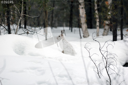Image of Snowshoe Hare