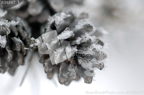 Image of Pine Cone