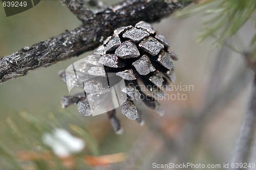 Image of Pine Cone