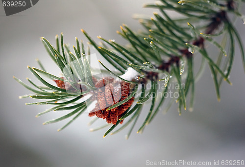 Image of Evergreen Branch