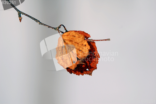 Image of Dead Leave