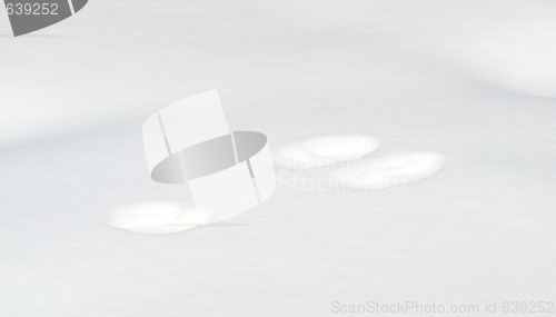 Image of Snowshoe Hare Tracks