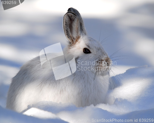 Image of Snowshoe Hare