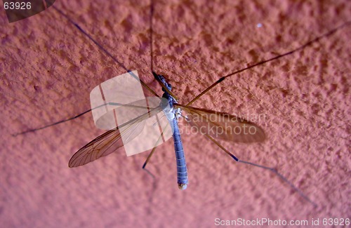 Image of mosquitoe