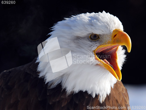 Image of American Bald Eagle