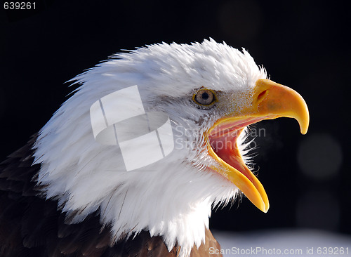 Image of American Bald Eagle