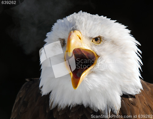 Image of American Bald Eagle