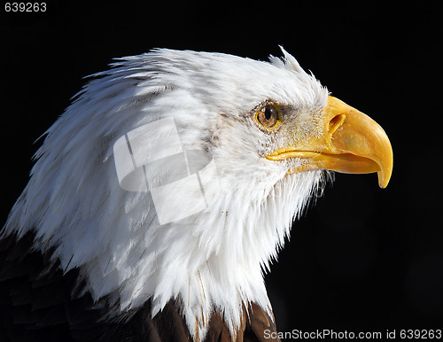 Image of American Bald Eagle