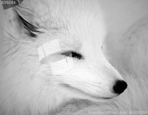 Image of Arctic Fox