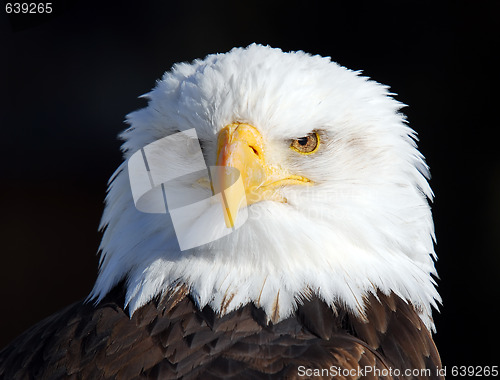 Image of American Bald Eagle