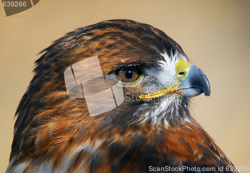 Image of Red-tailed Hawk (Buteo jamaicensis)