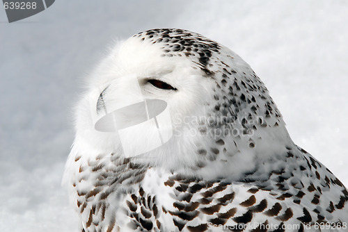 Image of Snowy Owl