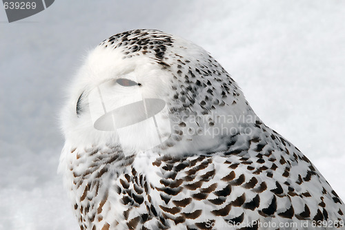 Image of Snowy Owl