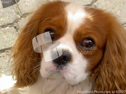 Image of dogs face