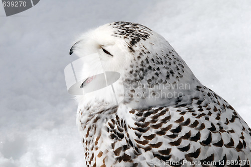 Image of Snowy Owl