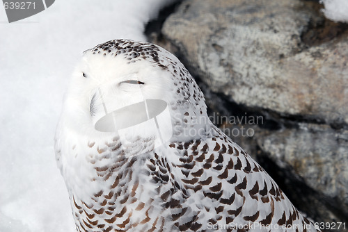 Image of Snowy Owl