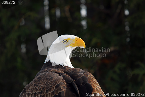 Image of American Bald Eagle