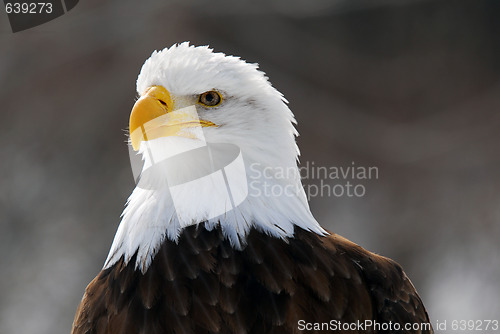 Image of American Bald Eagle