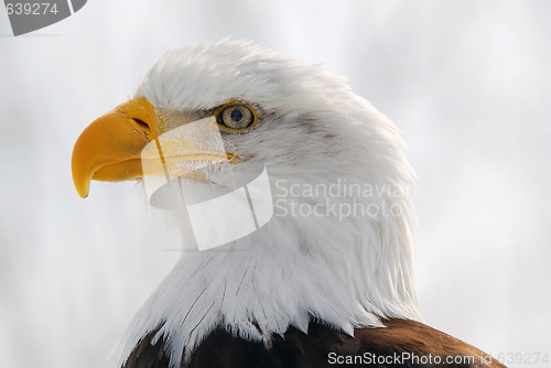 Image of American Bald Eagle