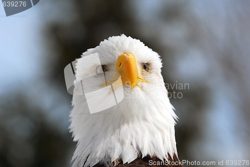 Image of American Bald Eagle