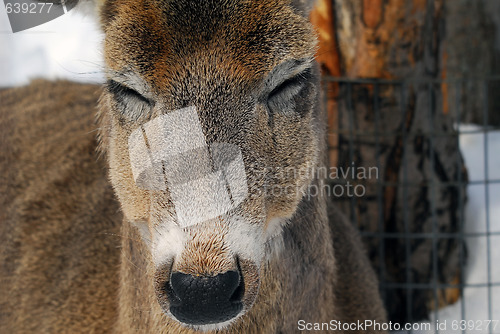 Image of White-tailed deer 
